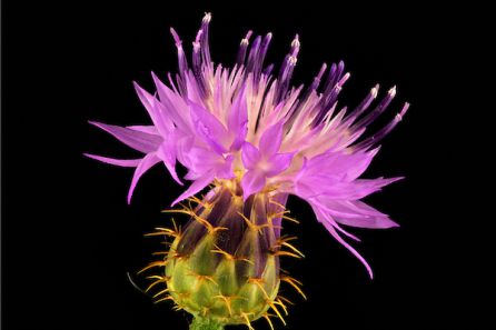 Centaurea aspera Centaurea aspera