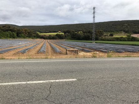 Una de las esparragueras donde estan trabajando vecinos y vecinas de Jódar Una de las esparragueras donde estan trabajando vecinos y vecinas de Jódar