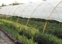 La Junta subvencionará 18 millones para la transformación agrícola en Cádiz