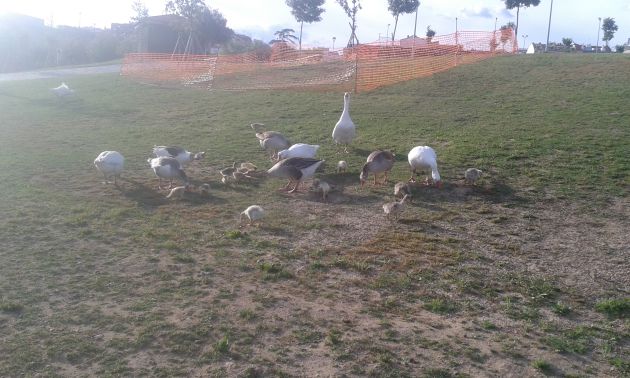 ¿Qué hacemos con los gansos del Guadiana? ¿Qué hacemos con los gansos del Guadiana?