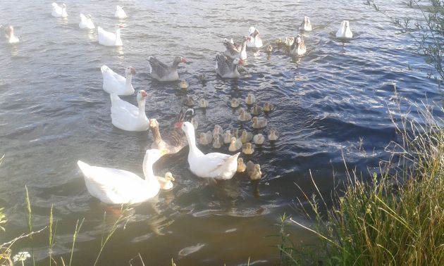 ¿Qué hacemos con los gansos del Guadiana? ¿Qué hacemos con los gansos del Guadiana?
