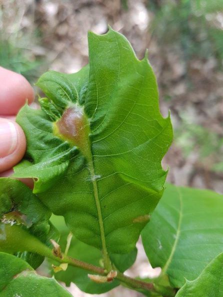 Noticias de Ávila: Alerta por la presencia de la avispilla del castaño en el Valle del Tietar Noticias de Ávila: Alerta por la presencia de la avispilla del castaño en el Valle del Tietar