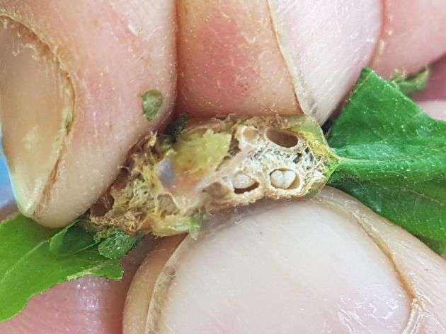 Larvas de la avispilla del castaño Larvas de la avispilla del castaño