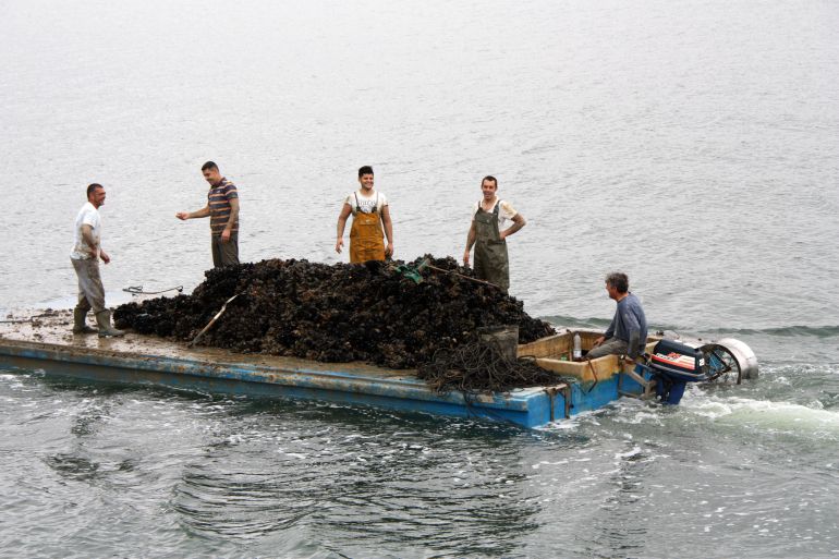 Un grup de treballadors transporten musclos amb una plataforma. Un grup de treballadors transporten musclos amb una plataforma.