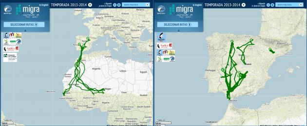 Rutas de la cigüeñas blanca; solo tres de los ejemplares migraron a África Rutas de la cigüeñas blanca; solo tres de los ejemplares migraron a África