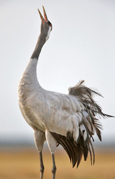 Grulla Grulla