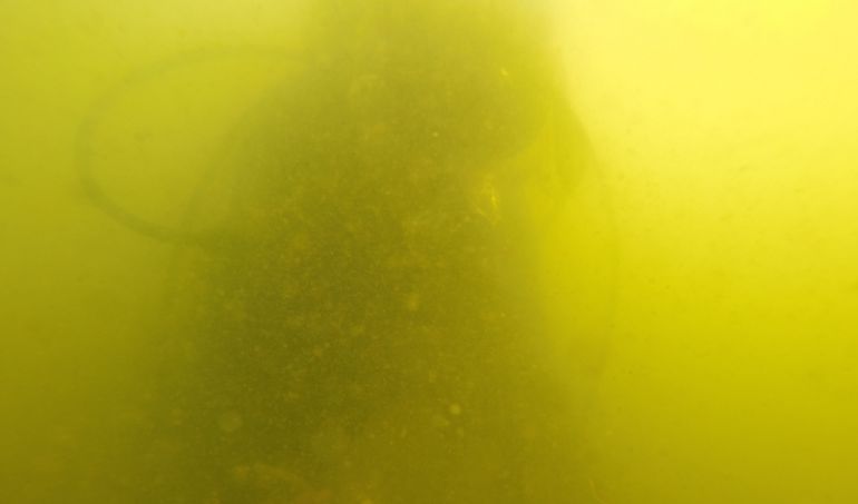 El IEO advierte: "La transparencia del agua no garantiza la recuperación del Mar Menor" El IEO advierte: "La transparencia del agua no garantiza la recuperación del Mar Menor"
