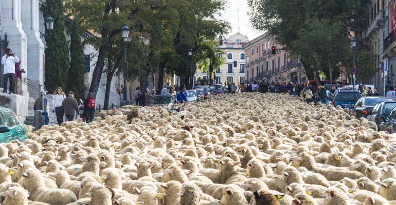 Paso de ovejas por la vía pecuaria que recorre Madrid Paso de ovejas por la vía pecuaria que recorre Madrid
