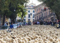 500 ovejas reivindican la trashumancia en la sierra madrileña