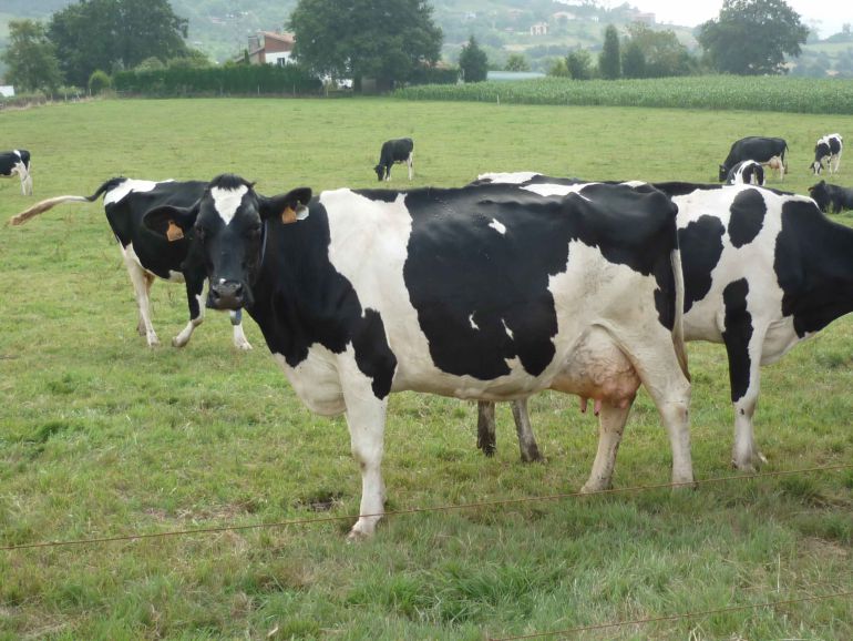 El gobierno asturiano se opone tajantemente a la vaquería de Noviercas El gobierno asturiano se opone tajantemente a la vaquería de Noviercas