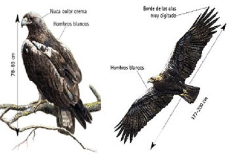 El águila imperial ibérica, el ave más representativa de la zona El águila imperial ibérica, el ave más representativa de la zona