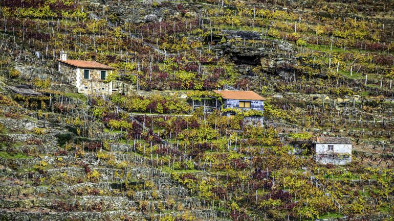Viñedos en la Ribeira Sacra Viñedos en la Ribeira Sacra