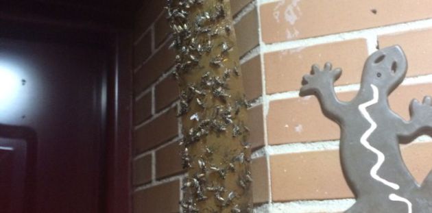 Plagas de mosquitos invaden la comarca de la Campiña en la provincia de Guadalajara: Plagas de mosquitos invaden Guadalajara y los pueblos colindantes Plagas de mosquitos invaden la comarca de la Campiña en la provincia de Guadalajara: Plagas de mosquitos invaden Guadalajara y los pueblos colindantes