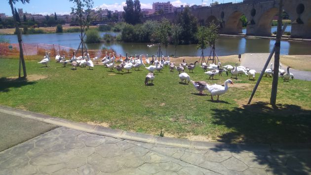 "Mirando al río" desde el barrio de San Fernando "Mirando al río" desde el barrio de San Fernando