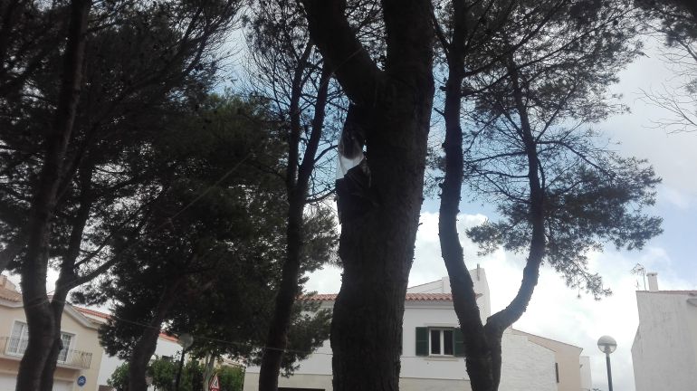 Imagen de una de las bolsas instaladas en Sant Lluís para capturar mariposas e impedir que se reproduzcan las orugas. Imagen de una de las bolsas instaladas en Sant Lluís para capturar mariposas e impedir que se reproduzcan las orugas.