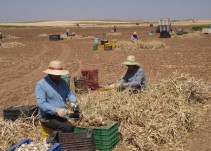 Preocupación en los agricultores ante la contratación masiva de temporeros