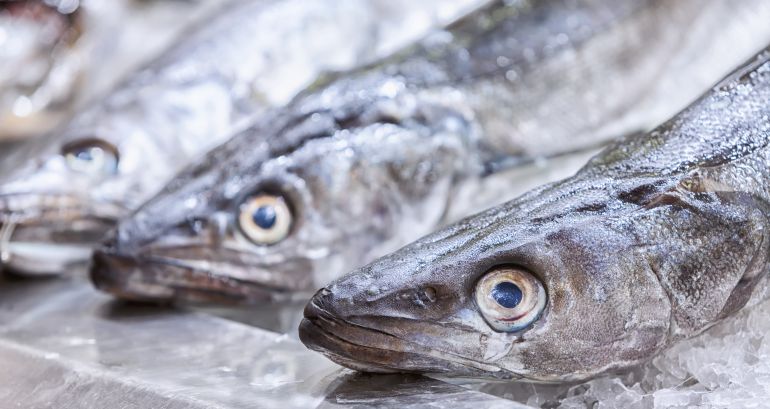 Ejemplares de merluza fresca a la venta en una pescadería Ejemplares de merluza fresca a la venta en una pescadería