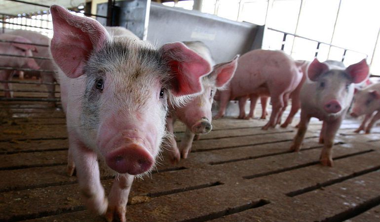 Polémica en Torrejoncillo del Rey por una granja de ganado porcino Polémica en Torrejoncillo del Rey por una granja de ganado porcino