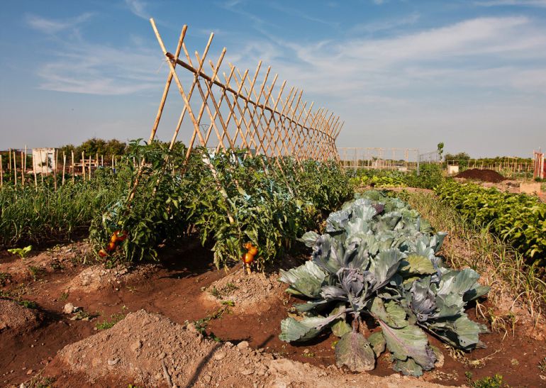 13 nuevas hectáreas para tomates más cercanos 13 nuevas hectáreas para tomates más cercanos