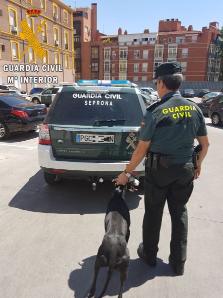 Los agentes han intervenido 81 galgos que pudieron ser robados a sus legítimos dueños Los agentes han intervenido 81 galgos que pudieron ser robados a sus legítimos dueños