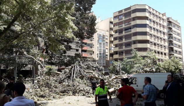 “El ficus avisó con un fuerte crujido y nosotros hicimos nuestro trabajo” “El ficus avisó con un fuerte crujido y nosotros hicimos nuestro trabajo”