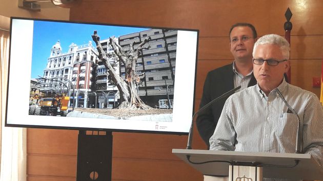 El ficus de Santo Domingo ya no volverá a ser el mismo El ficus de Santo Domingo ya no volverá a ser el mismo