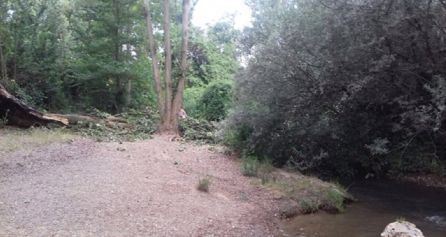 Otra foto del árbol caído Otra foto del árbol caído