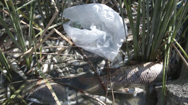 Peces muertos en el río a su paso por Encinarejo Peces muertos en el río a su paso por Encinarejo