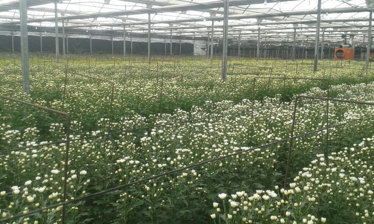 Imagen de un invernadero de flor cortada Imagen de un invernadero de flor cortada