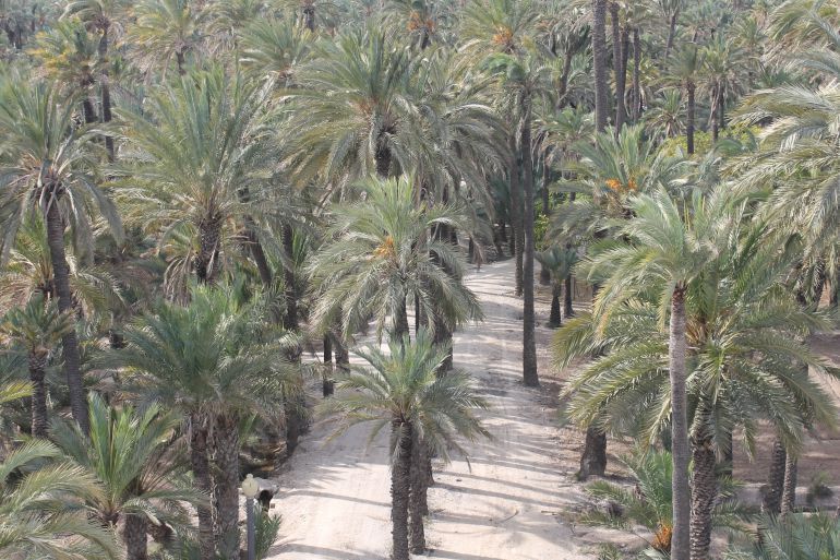 Palmeral de Elche Palmeral de Elche
