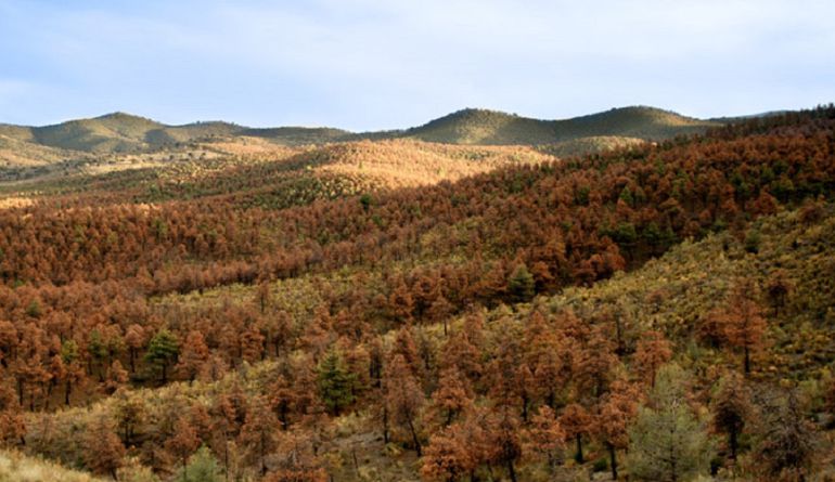 Ejemplares afectados por las plagas de procesionaria, muérdago e insectos parasitarios en la Sierra de Baza Ejemplares afectados por las plagas de procesionaria, muérdago e insectos parasitarios en la Sierra de Baza