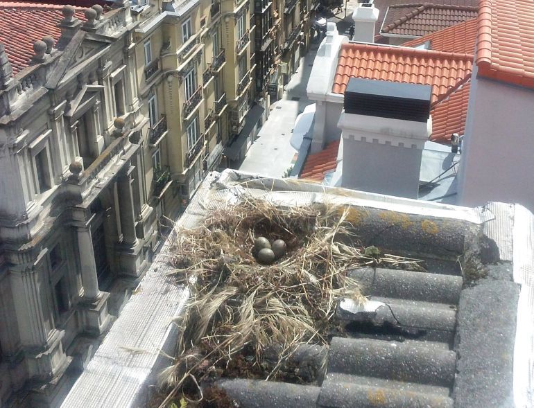 150 gaviotas 'patiamarillas' anidan en el centro de Bilbao 150 gaviotas 'patiamarillas' anidan en el centro de Bilbao