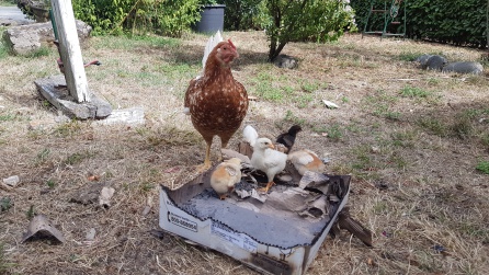 La gallina y sus polluelos, mayoría en la variopinta población del hostal, se hacen fuertes en la caja de cartón. La gallina y sus polluelos, mayoría en la variopinta población del hostal, se hacen fuertes en la caja de cartón.