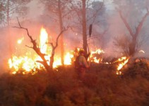 La provincia registra once incendios de vegetación