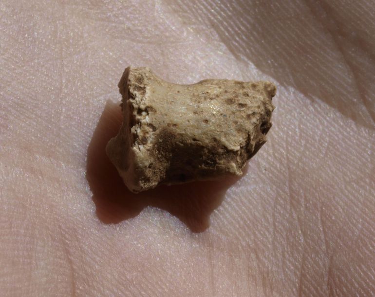 Atapuerca: Aparece un fósil humano de Neandertal el último día de campaña Atapuerca: Aparece un fósil humano de Neandertal el último día de campaña