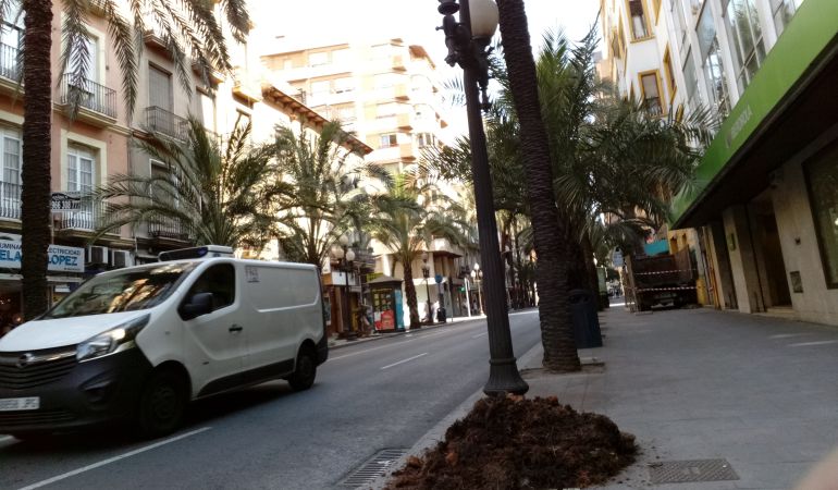 Uno de los alcorques donde se ha instalado una palmera Uno de los alcorques donde se ha instalado una palmera