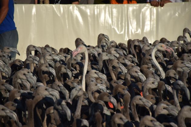 Anillamiento de flamencos en Málaga: Anillan más de 600 pollos de flamencos en la laguna de Fuente de Piedra Anillamiento de flamencos en Málaga: Anillan más de 600 pollos de flamencos en la laguna de Fuente de Piedra