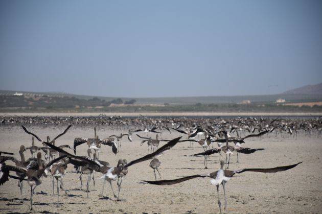 Anillamiento de flamencos en Málaga: Anillan más de 600 pollos de flamencos en la laguna de Fuente de Piedra Anillamiento de flamencos en Málaga: Anillan más de 600 pollos de flamencos en la laguna de Fuente de Piedra