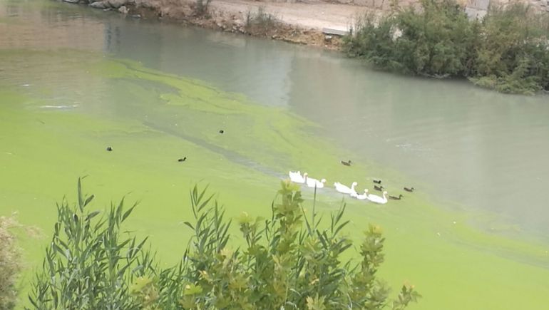 CHS: "No hay que alarmarse por el color del Segura" CHS: "No hay que alarmarse por el color del Segura"