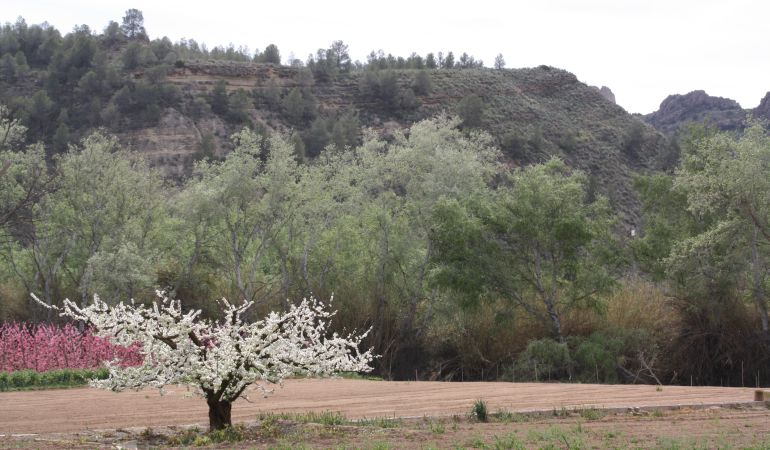 Este tipo de turismo nace con la intención de poner en valor la botánica Este tipo de turismo nace con la intención de poner en valor la botánica