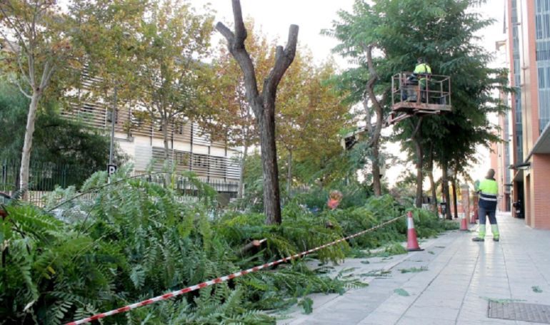 Parques y Jardines: El nuevo macrocontrato de Parques y Jardines duplicará su personal Parques y Jardines: El nuevo macrocontrato de Parques y Jardines duplicará su personal