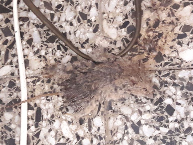 Los vecinos del barrio Nou Alacant se han encontrado con ratas en sus viviendas Los vecinos del barrio Nou Alacant se han encontrado con ratas en sus viviendas