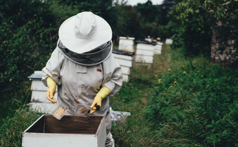 El calor afecta negativamente a las colonias. Además mengua el número de flores. Pesticidas y elementos químicos en la agricultura aleja a las abejas. En suma, baja la producción de miel. El calor afecta negativamente a las colonias. Además mengua el número de flores. Pesticidas y elementos químicos en la agricultura aleja a las abejas. En suma, baja la producción de miel.