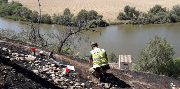 Los agentes medioambientales de las BIIF actúan como detectives del monte. Los agentes medioambientales de las BIIF actúan como detectives del monte.