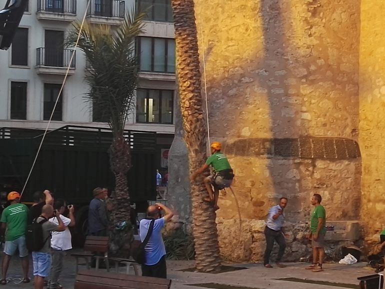 Un momento del Campeonato Internacional de Trepa de Palmera Un momento del Campeonato Internacional de Trepa de Palmera