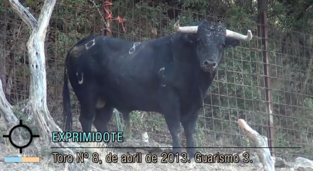 Brihuega espera hoy un encierro multitudinario y más tranquilo que en 2016 Brihuega espera hoy un encierro multitudinario y más tranquilo que en 2016