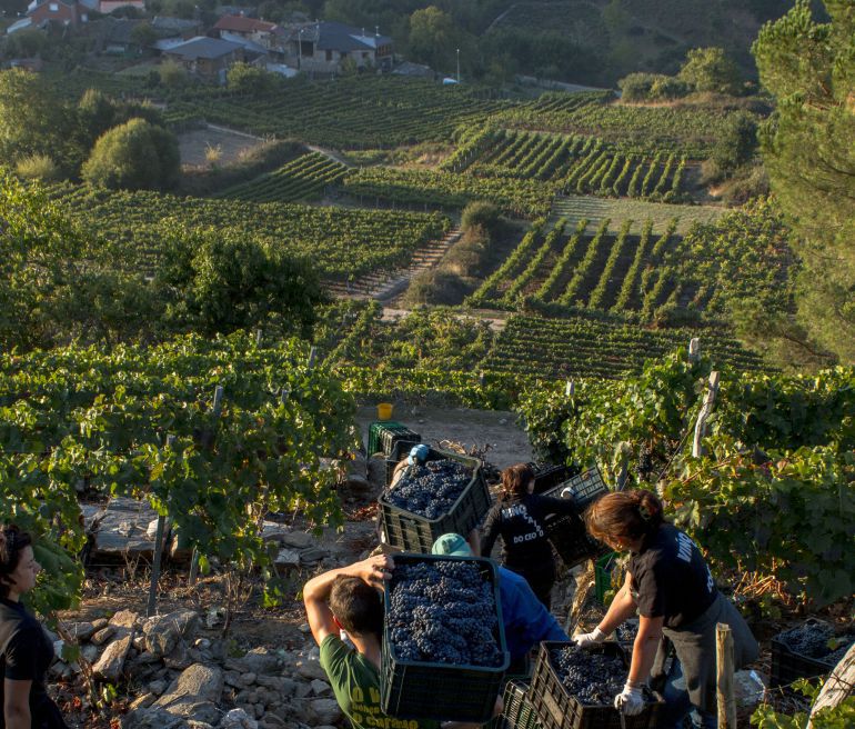 Vendimia en la Ribeira Sacra Vendimia en la Ribeira Sacra