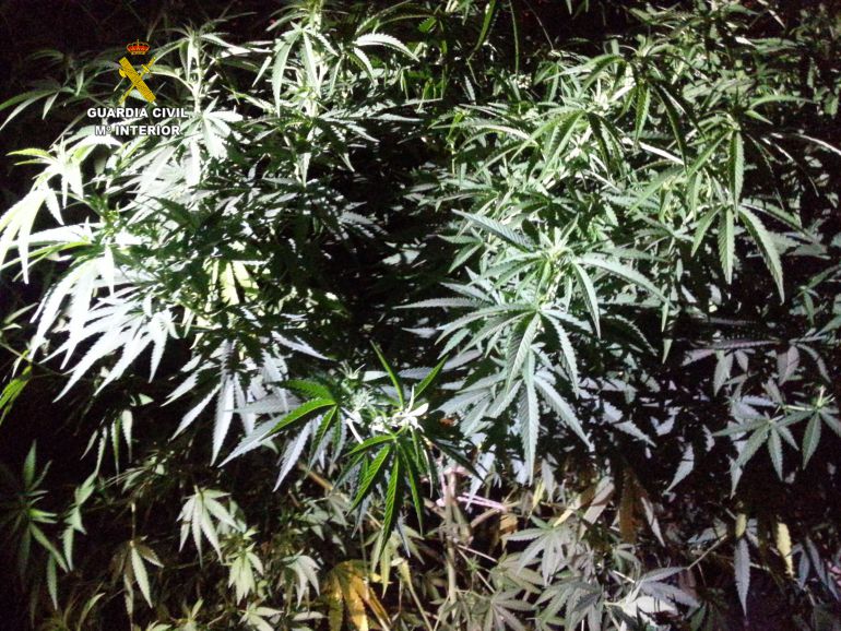Detenido en Sancedo con 22 plantas de marihuana Detenido en Sancedo con 22 plantas de marihuana