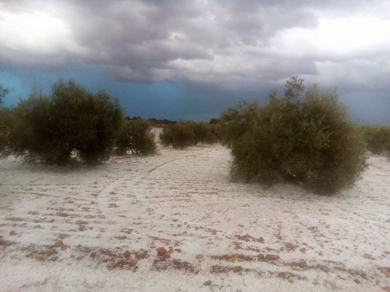 En torno a 5.000 hectáreas afectadas por el pedrisco en Montiel En torno a 5.000 hectáreas afectadas por el pedrisco en Montiel