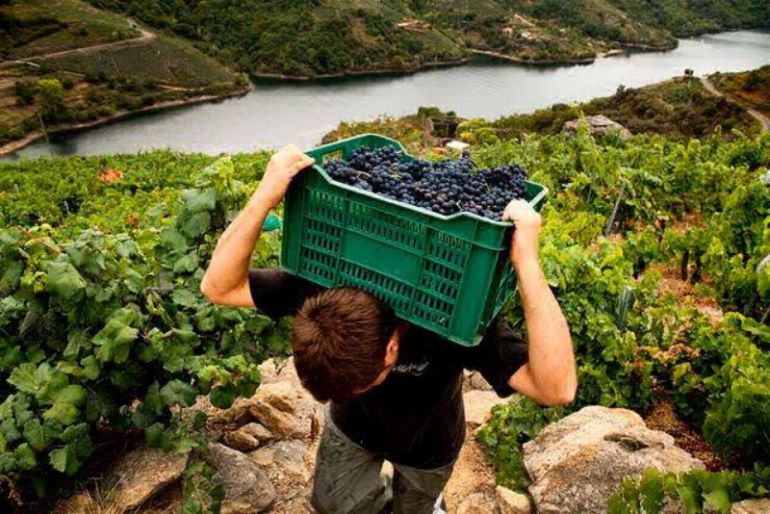Miembros de Adegas Guímaro trabajando en la vendimia Miembros de Adegas Guímaro trabajando en la vendimia